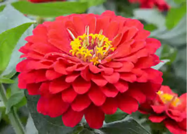 Holi Scarlet