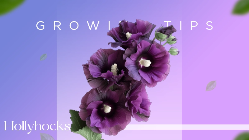 Hollyhocks GrowingTips