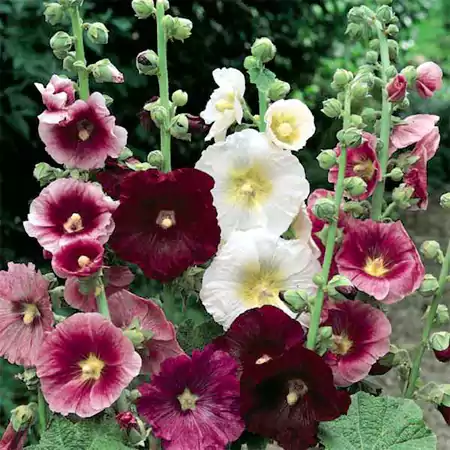 Hollyhocks