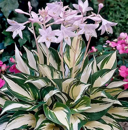 Hosta spp