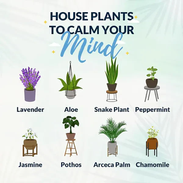 House Plants to Calm Your Mind