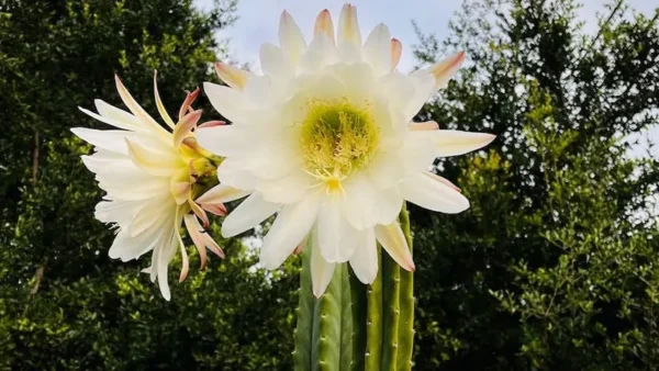 Huge blooms of Echinopsis