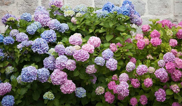 Hydrangea blooms