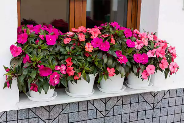Impatiens flowers