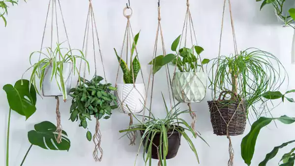 Indoor Hanging Planters