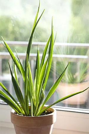 Kenya Hyacinth cultivar