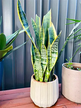 Laurentii cultivar