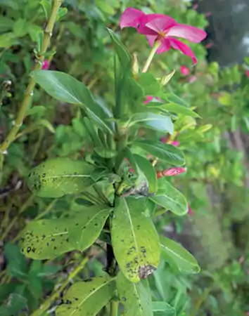Leaf spot