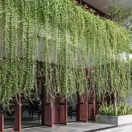 Living curtains
