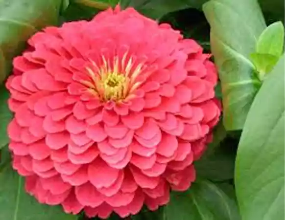 Magellan Coral