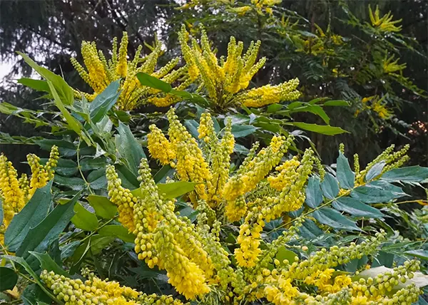 Mahonia plant
