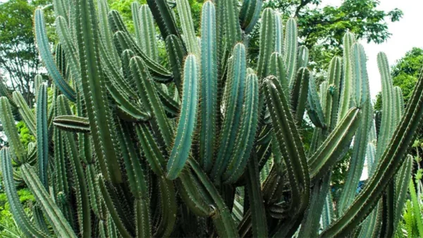 Mature Trichocereus Pachanoi