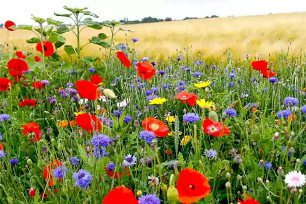 Meadow of Bachelor Buttons