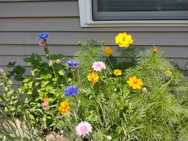 Mix of Bluebonnets with other flowers in garden bed