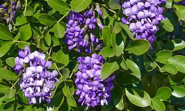 Mountain Laurel