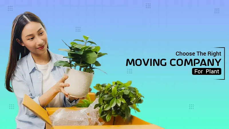 Moving plant