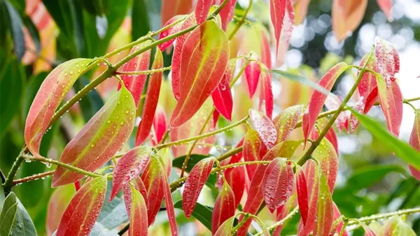 Discover Cinnamon Tree: Nature’s Sweet Spice Straight From The Bark - Image 5