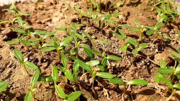 Newly grown Catharanthus from seedlings