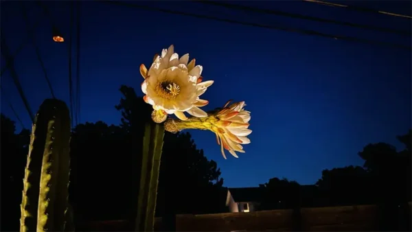 Night-blooming Trichocereus flowers