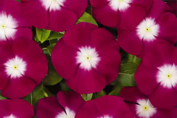 Overlapping petals of Pacifica