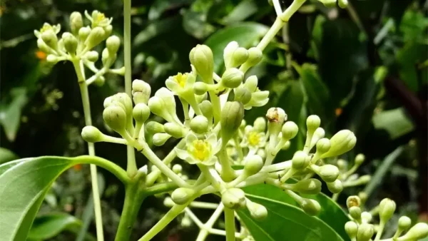 Pale yellow flowers of Cinnamomum