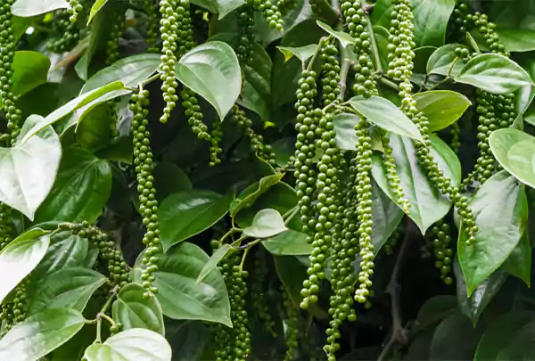 Peppercorn Plant