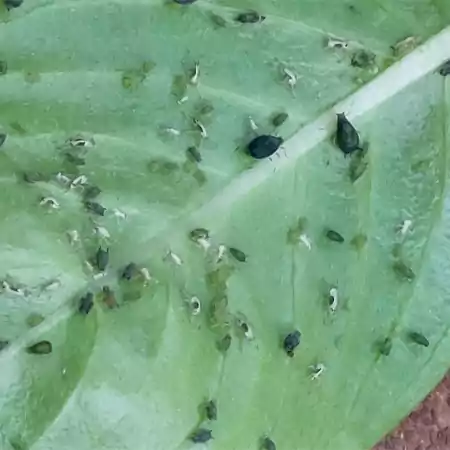 Pest infestation