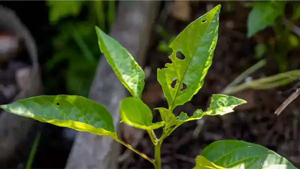Pest on Peppercorn Plant Image