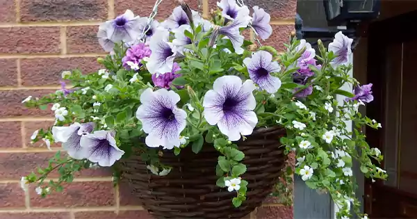 Petunia flowers