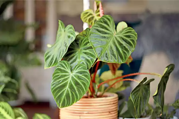 Philodendron plant