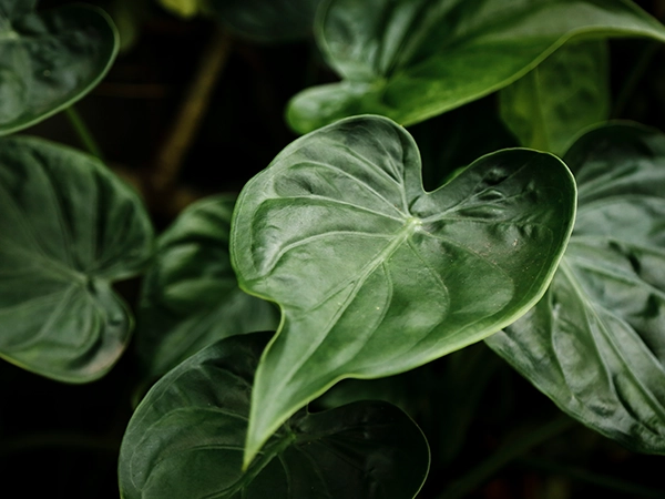 Philodendron