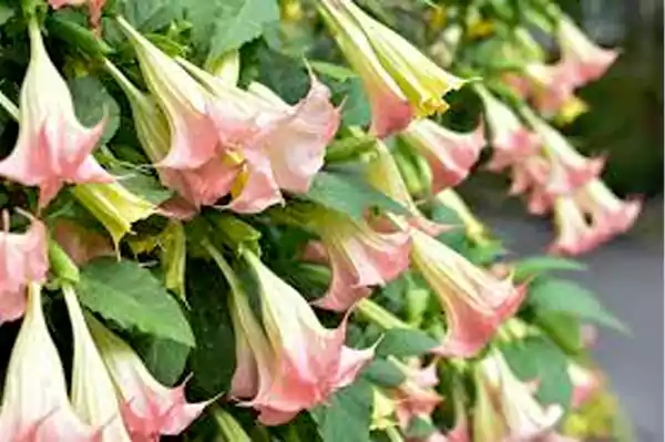 Pink Angels Trumpet