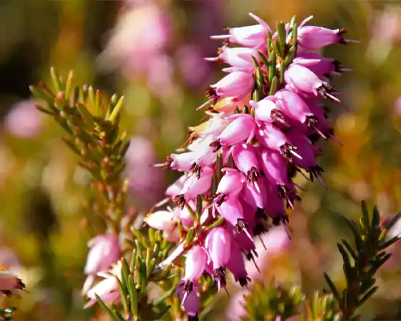 Pink Bell Heather