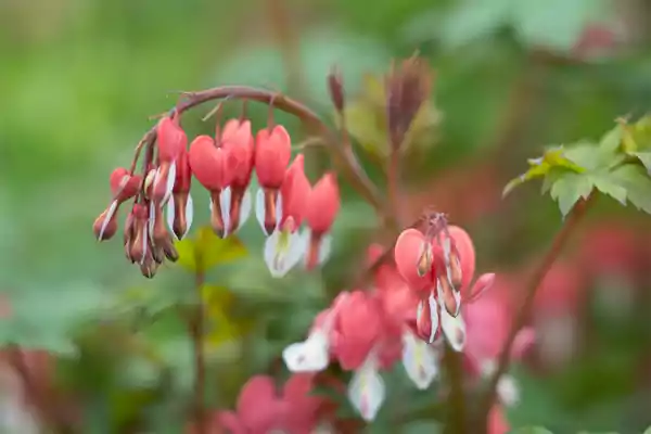 Pink Bleeding Heart
