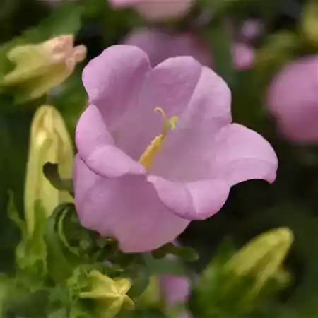 Pink Campanula
