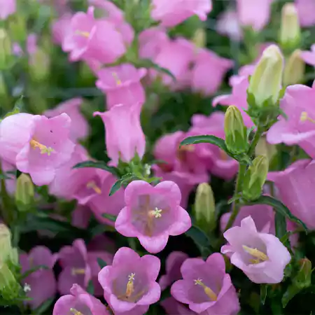 Pink Canterbury Bells
