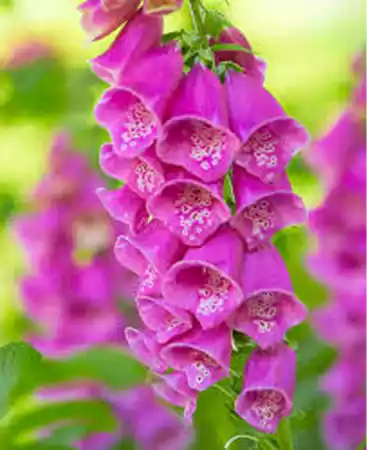 Pink Foxglove