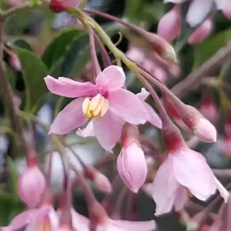 Pink Japanese Snowbell
