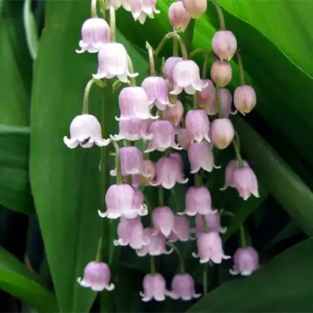 Pink Lily of the Valley