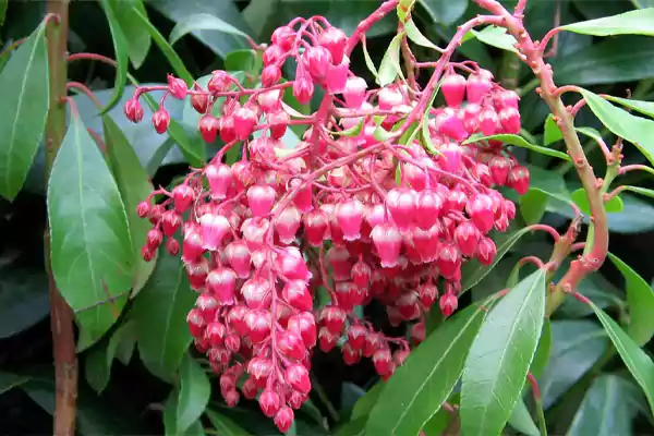 Pink Pieris
