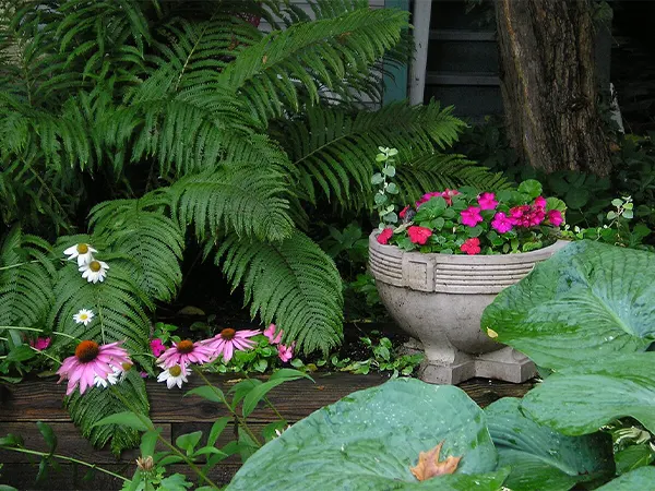 Plants and flowers that grow in low-light
