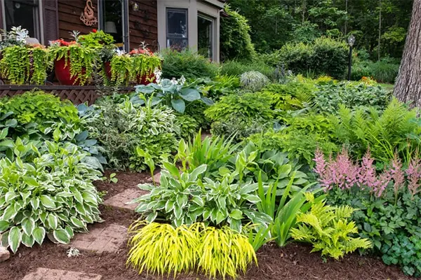 Plants and shrubs for shade
