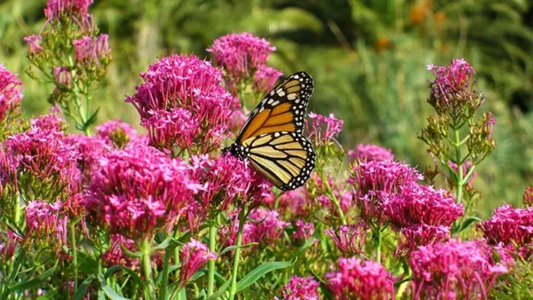 Pollinators attracted to Jupiter’s Beard