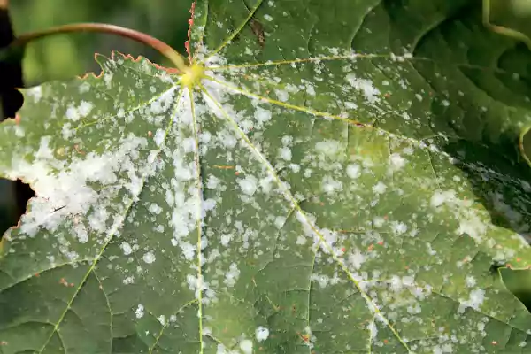 Powdery mildew on the leaves