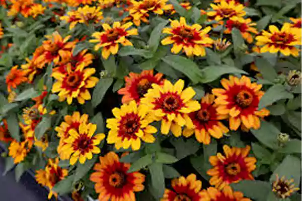 Profusion Red Yellow Bicolor