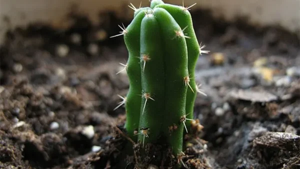 Propagation through cutting