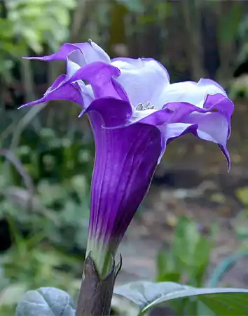 Purple Angel