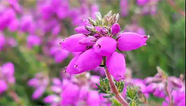 Purple Bell Heather