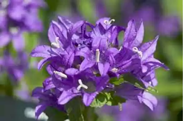 Purple Campanula