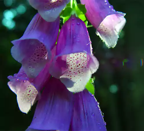 Purple Foxglove